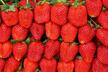 Клубника "Фестивальная", саженец 1 шт