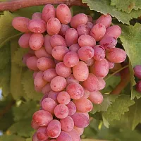 Виноград "Багровый", саженец 1 шт
