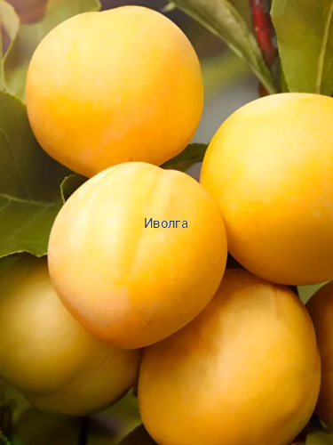 Слива "Золотистая ранняя", саженец 1 шт фото 3