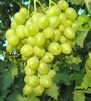 Виноград "Супер Экстра", саженец 1 шт